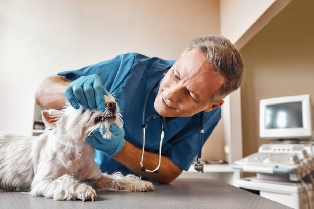 Best Same-Day Emergency Dental Services in Van Buren, MO